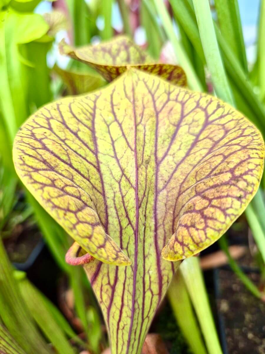 Sarracenia flava var. ornata ''Super Ornata''