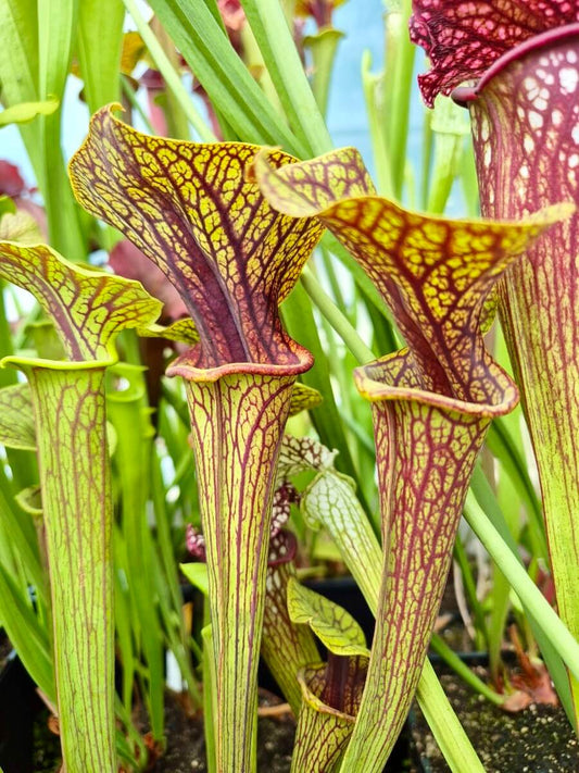 Sarracenia flava var. ornata ''Super Ornata''