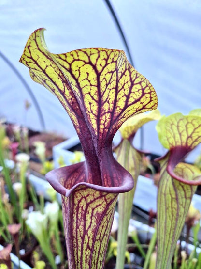 Sarracenia flava var. ornata "Solid Red Throat" F88MK