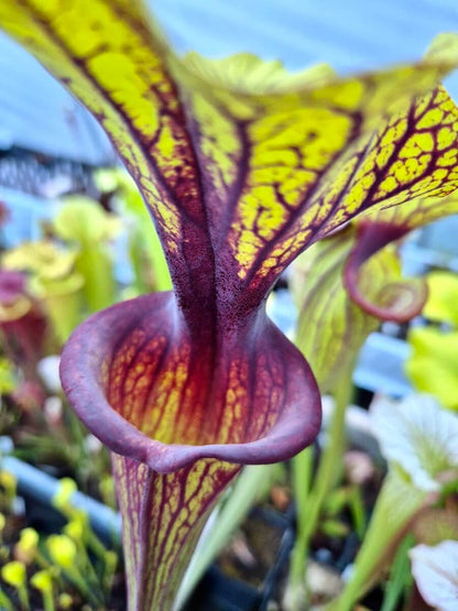 Sarracenia flava var. ornata "Solid Red Throat" F88MK