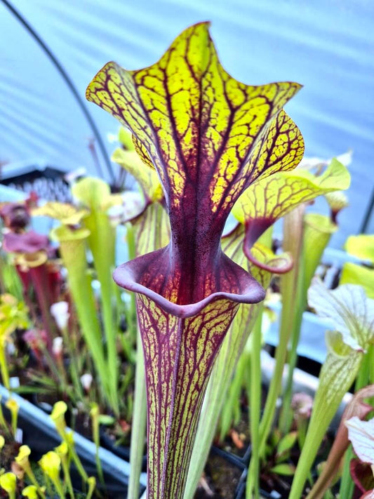 Sarracenia flava var. ornata "Solid Red Throat" F88MK