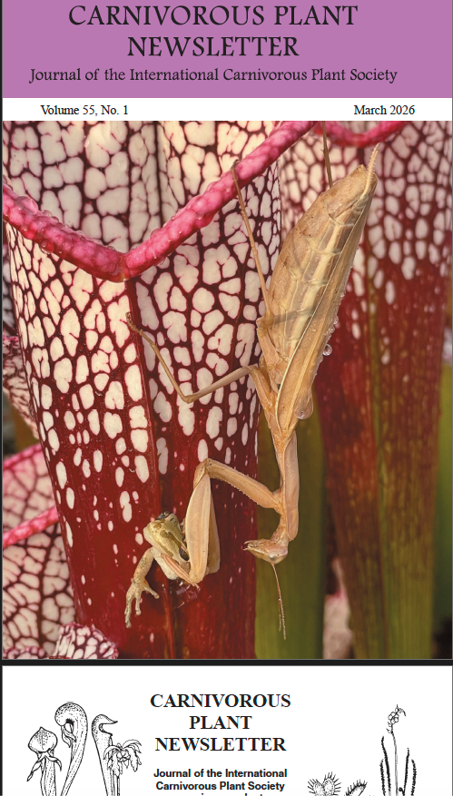 Sarracenia 'Hades'