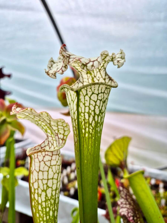Sarracenia leucophylla Live Oak Creek, Eglin Airforce Base, Okaloosa County, Florida WS (L88B MK)