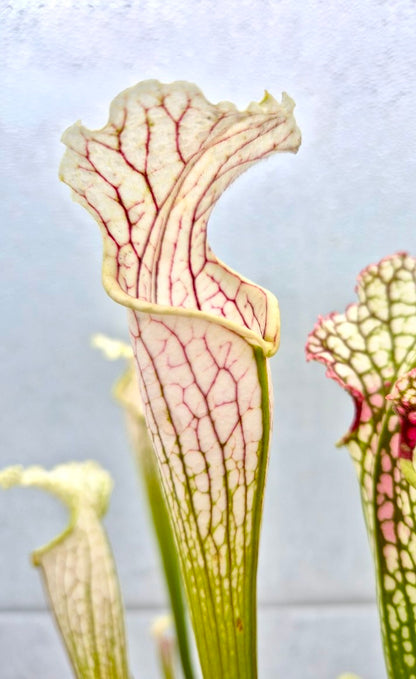 Sarracenia leucophylla Yellow flowered form, Red/white, Russell Road, Citronelle, AL, WS (L14MK)