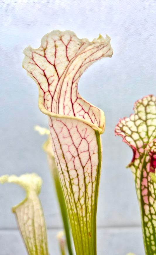 Sarracenia leucophylla Yellow flowered form, Red/white, Russell Road, Citronelle, AL, WS (L14MK)