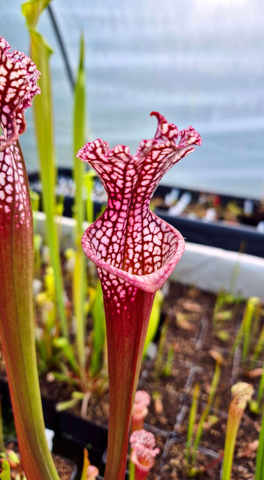 Sarracenia leucophylla "Bubble Gum" CDS#69