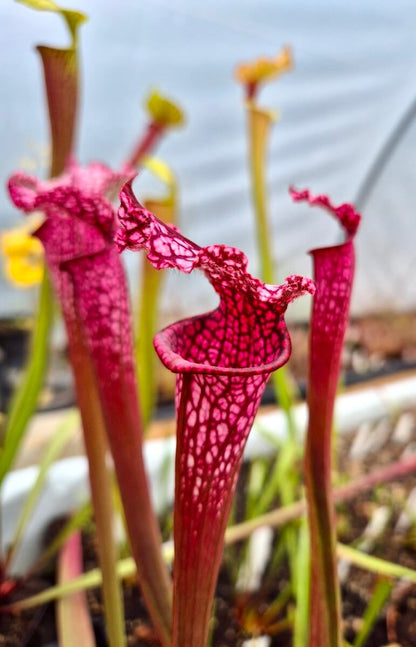 Sarracenia leucophylla "Burgundy" Red & White, Phil Sheridan (L57MK)