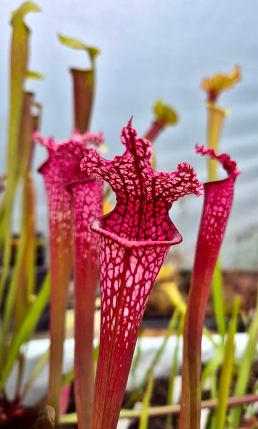 Sarracenia leucophylla "Burgundy" Red & White, Phil Sheridan (L57MK)