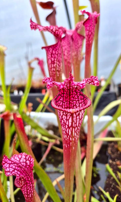 Sarracenia leucophylla "Burgundy" Red & White, Phil Sheridan (L57MK)