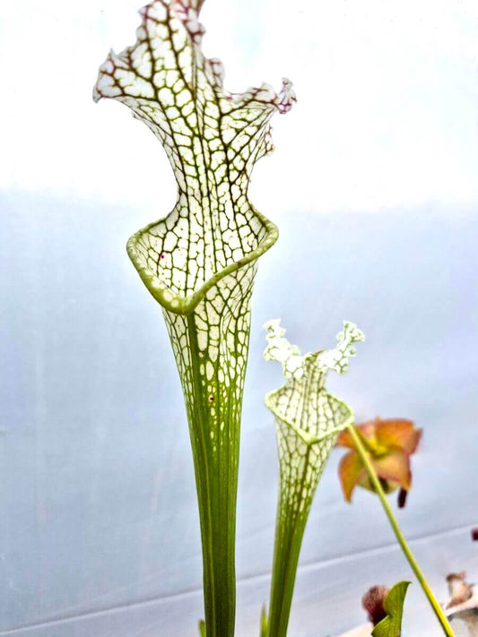 Sarracenia leucophylla citronella, AL, Pubescent