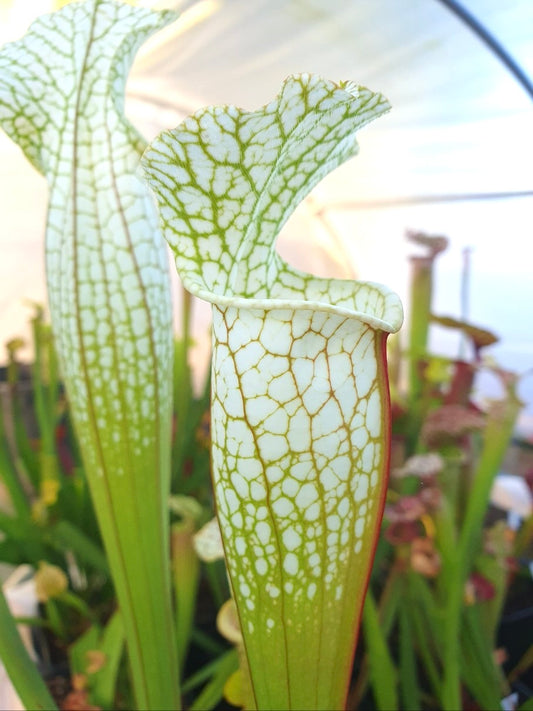 Sarracenia leucophylla var. alba (Hurricane Creek White)