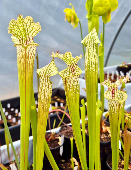 Sarracenia leucophylla x lynda butt CDS#55