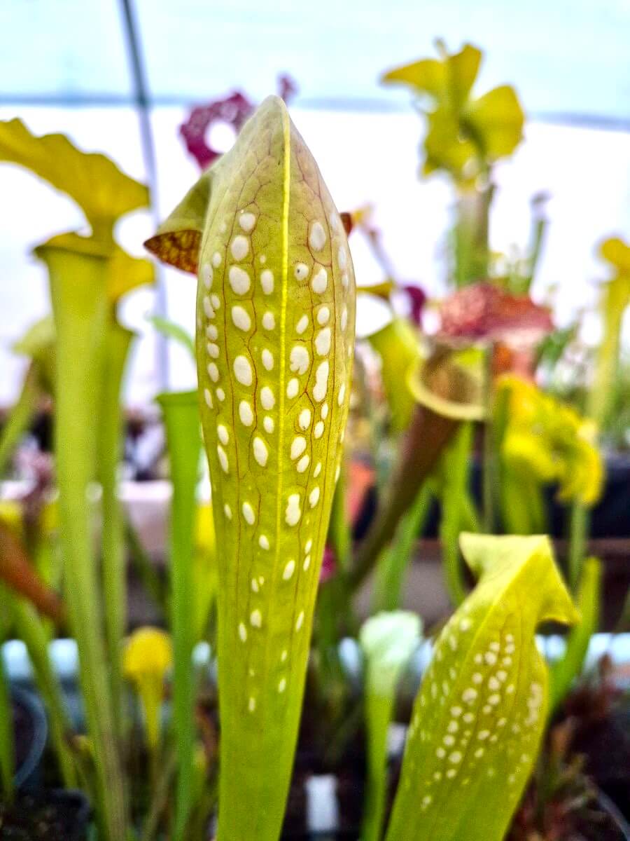 Sarracenia minor var. okefenokeensis