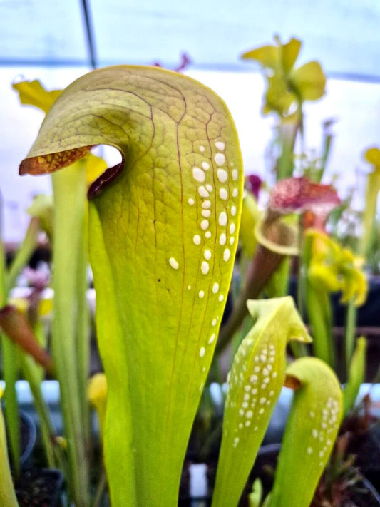 Sarracenia minor var. okefenokeensis