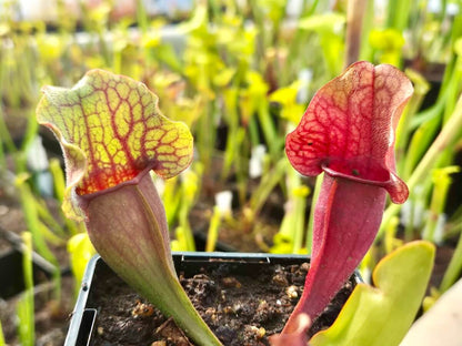 Sarracenia purpurea (CDS77)