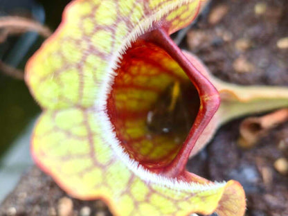 Sarracenia purpurea (CDS77)