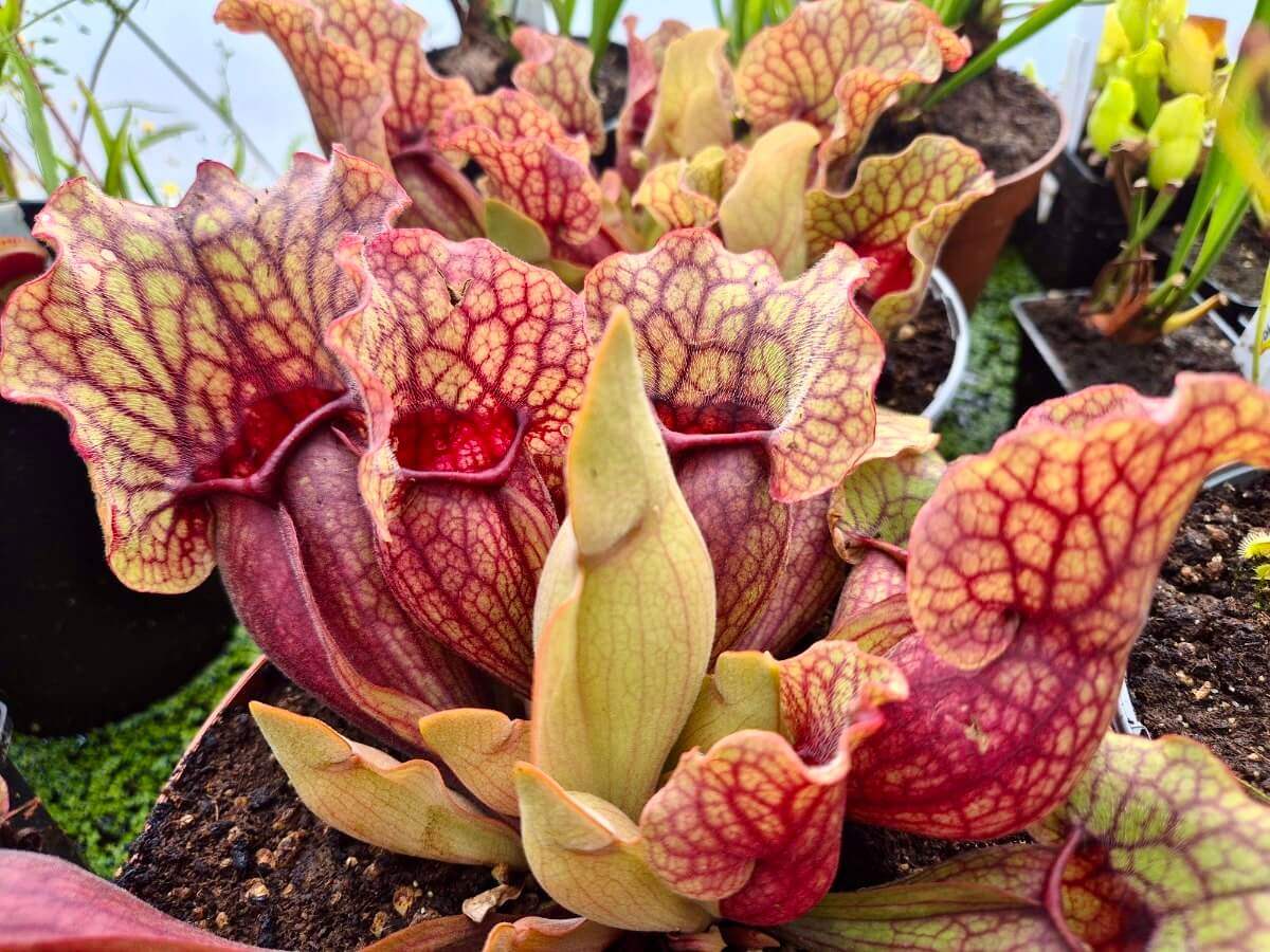 Sarracenia purpurea ssp. venosa