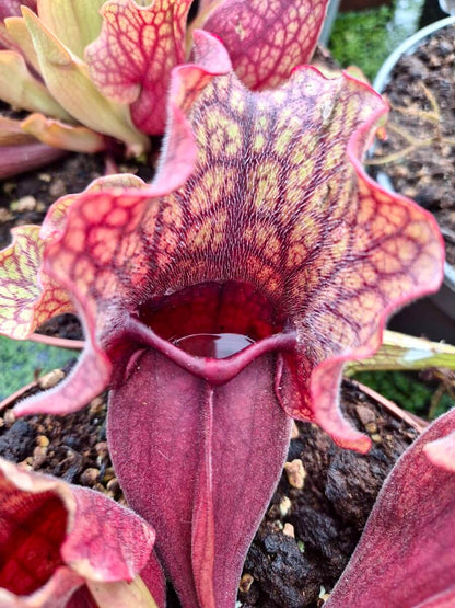 Sarracenia purpurea ssp. venosa