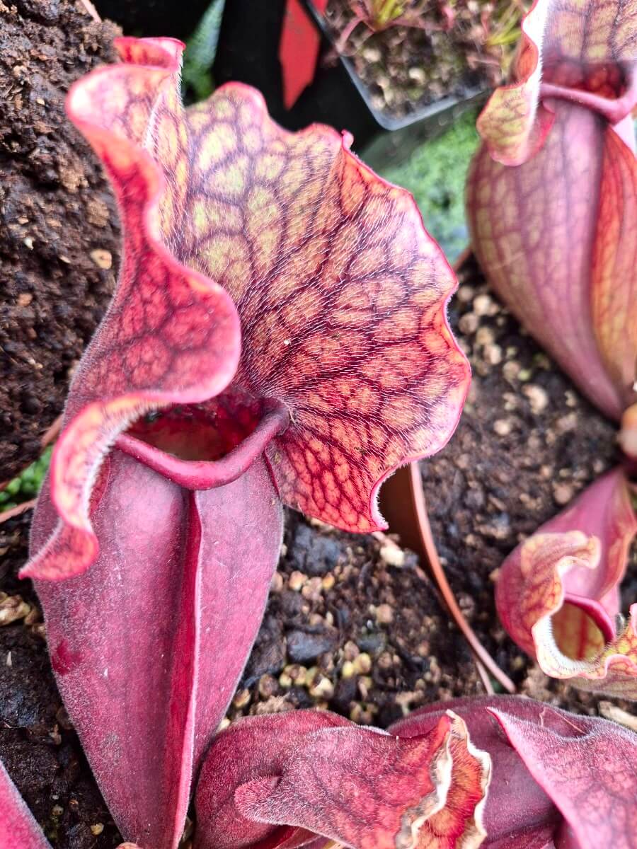 Sarracenia purpurea ssp. venosa