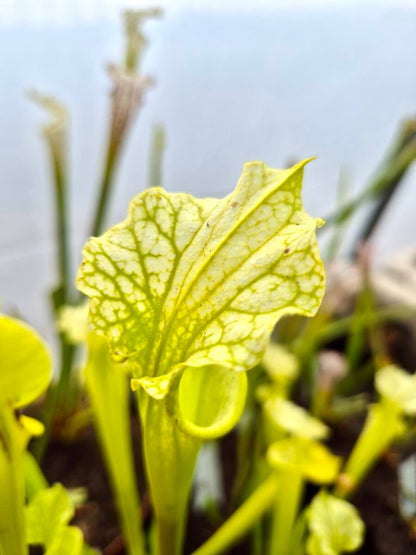 Sarracenia x moorei Anthocyanin Free