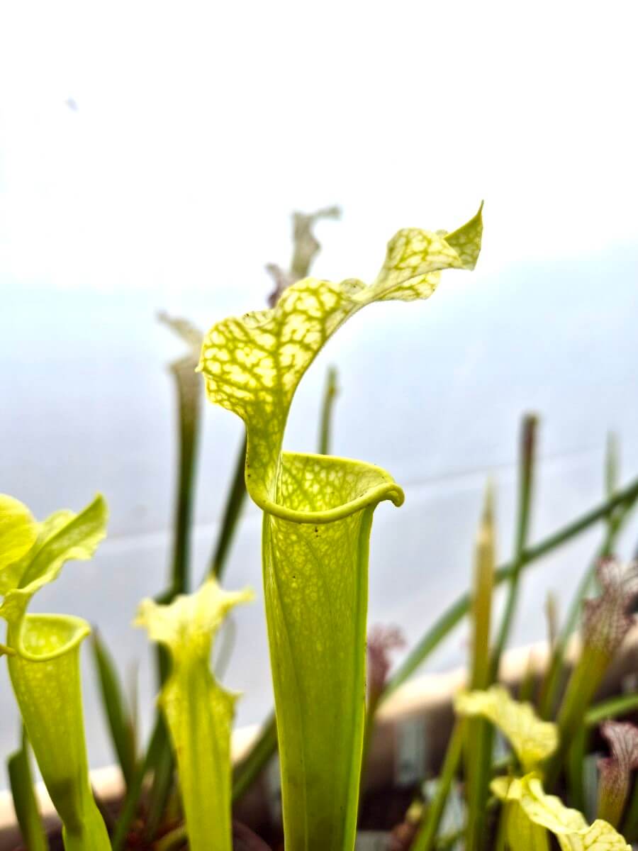 Sarracenia x moorei Anthocyanin Free