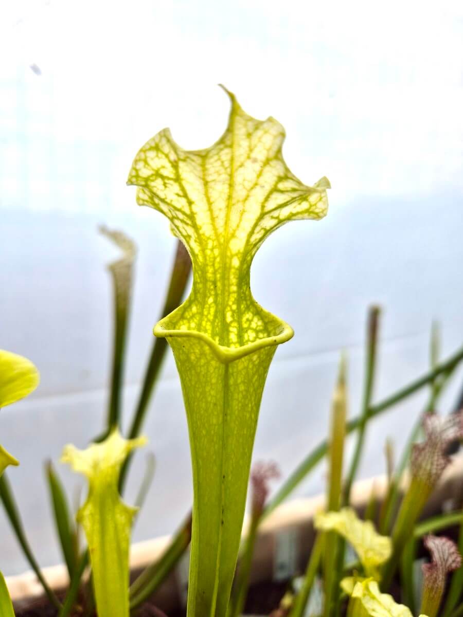 Sarracenia x moorei Anthocyanin Free