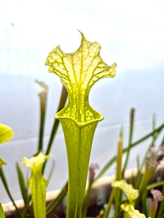 Sarracenia x moorei Anthocyanin Free
