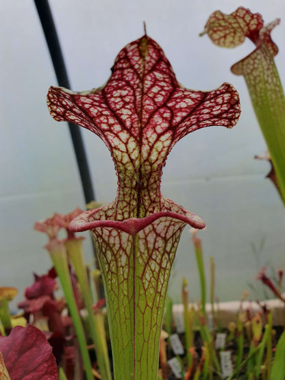 Sarracenia x moorei  'Adrian Slack', MK H113