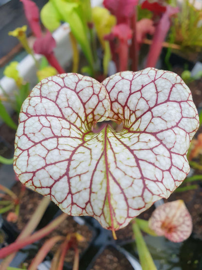 Sarracenia x moorei  'Adrian Slack', MK H113