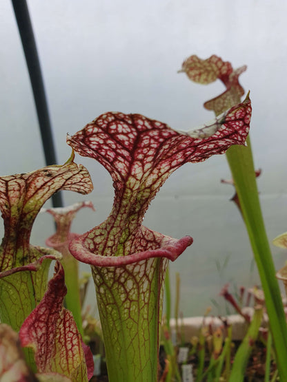 Sarracenia x moorei  'Adrian Slack', MK H113