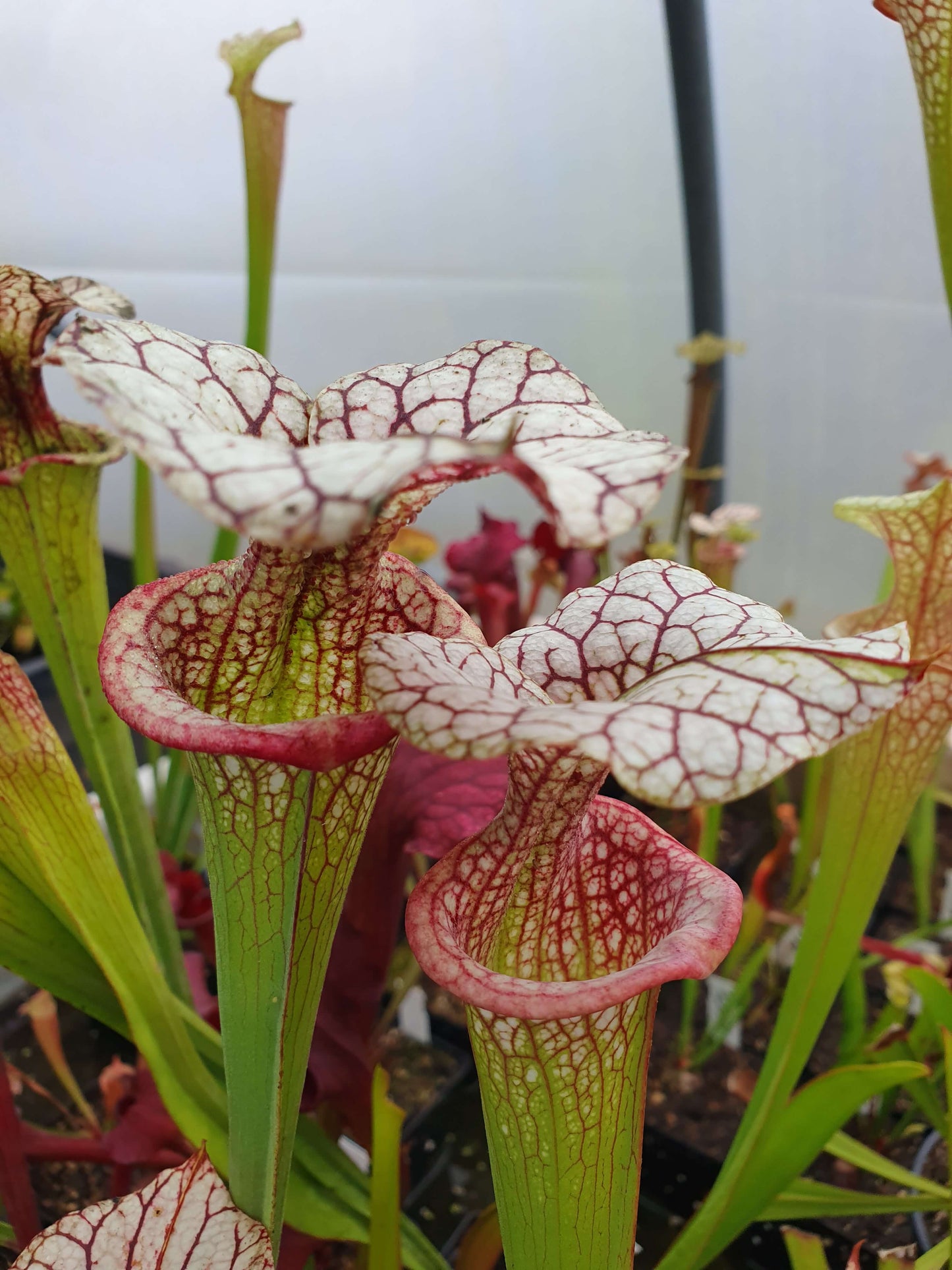 Sarracenia x moorei 'Adrian Slack', MK H113