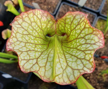 Sarracenia x moorei 'Leah Wilkerson'