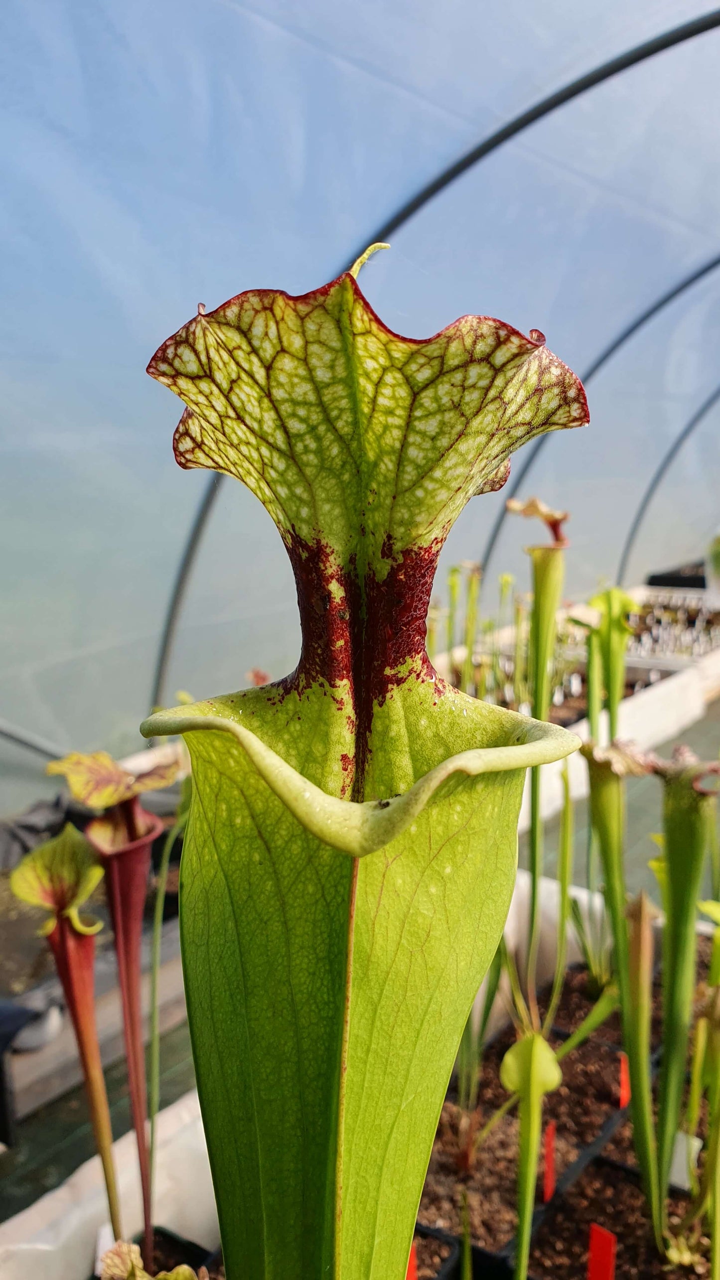 Sarracenia x moorei 'Leah Wilkerson'