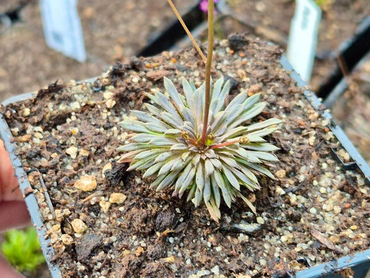 Stylidium caespitosum dans son pot