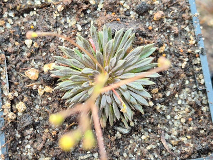 Stylidium caespitosum à la pépinière Carnivore de Sologne