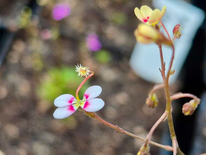 Stylidium caespitosum, gros plan sur la fleur