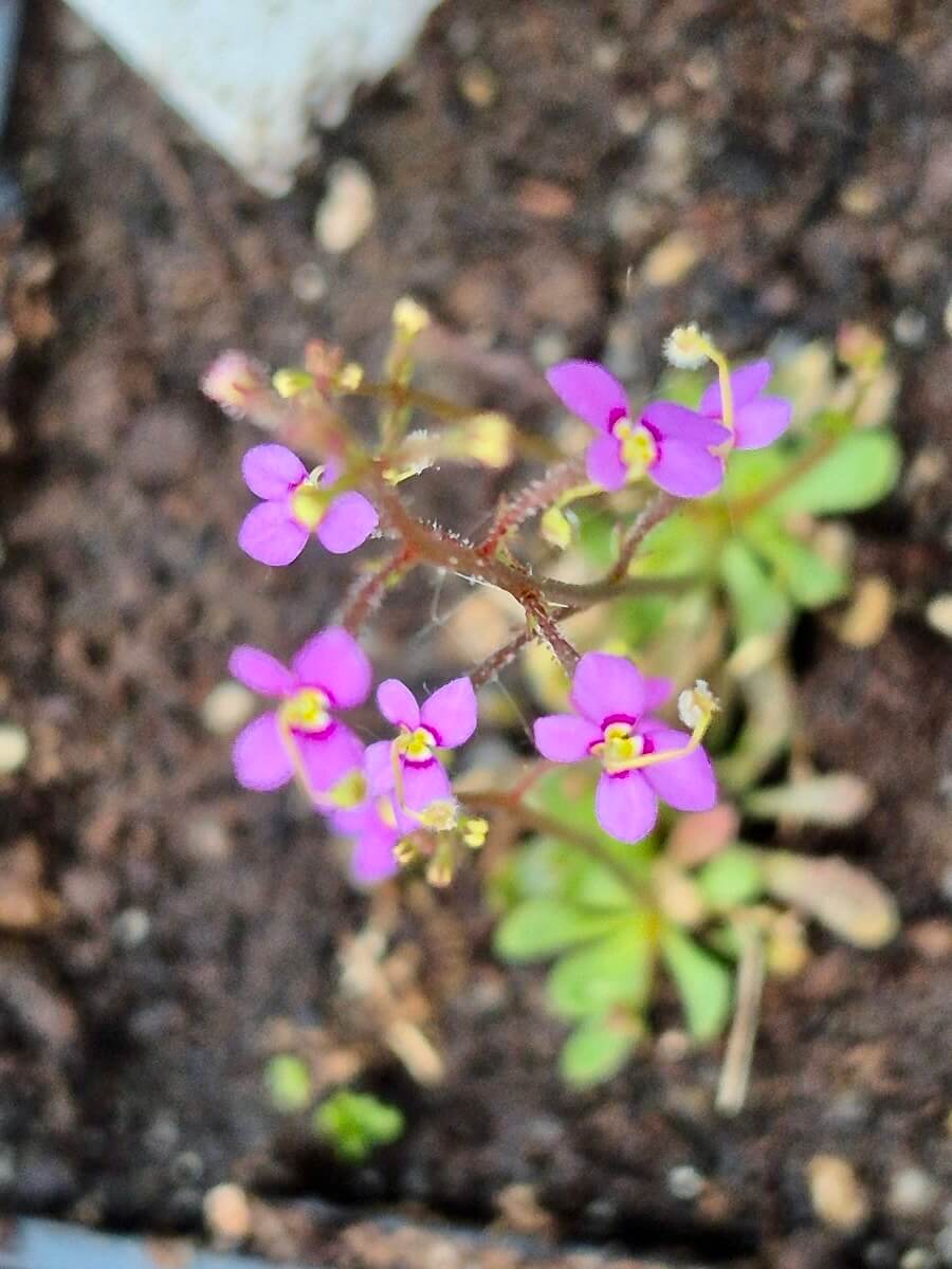 Stylidium debile et sa fleur à déclencheur