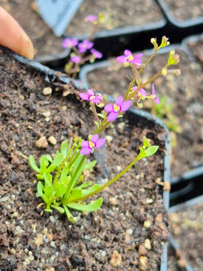 Stylidium debile dans son pot