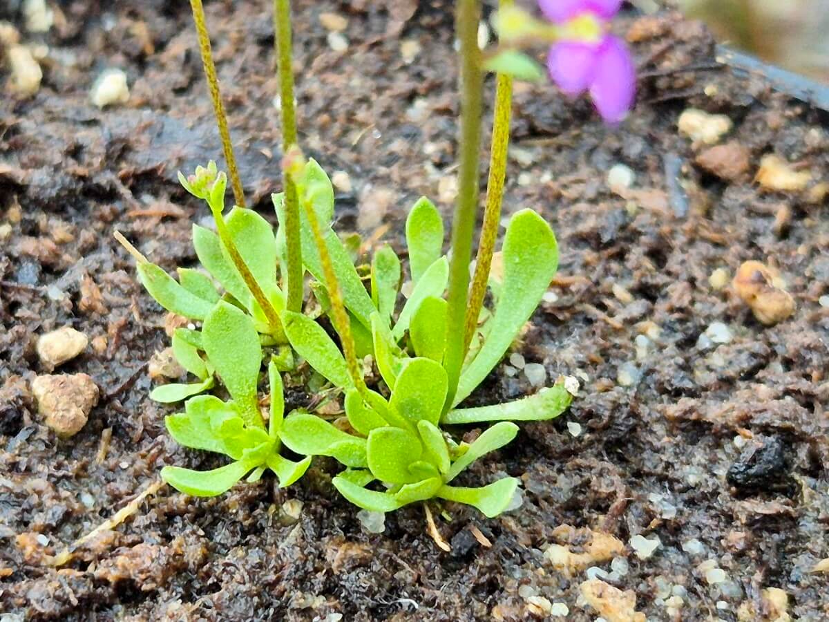 Stylidium debile à la pépinière Carnivore de Sologne