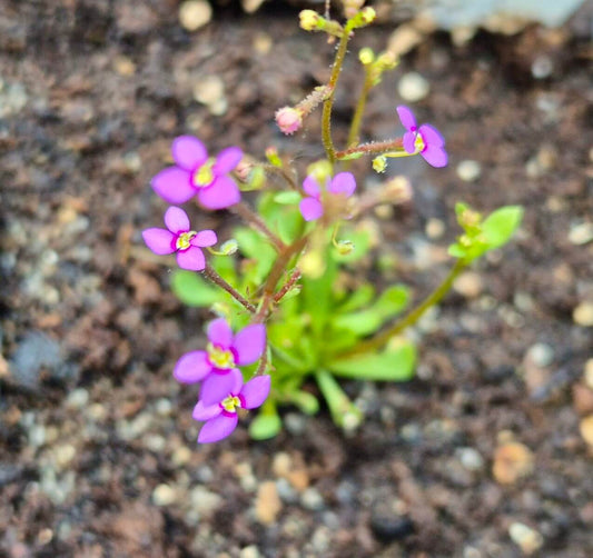 Stylidium debile gros plan sur la fleur