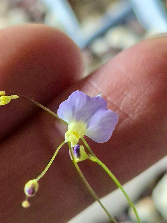 Utricularia 'Betty's Bay'
