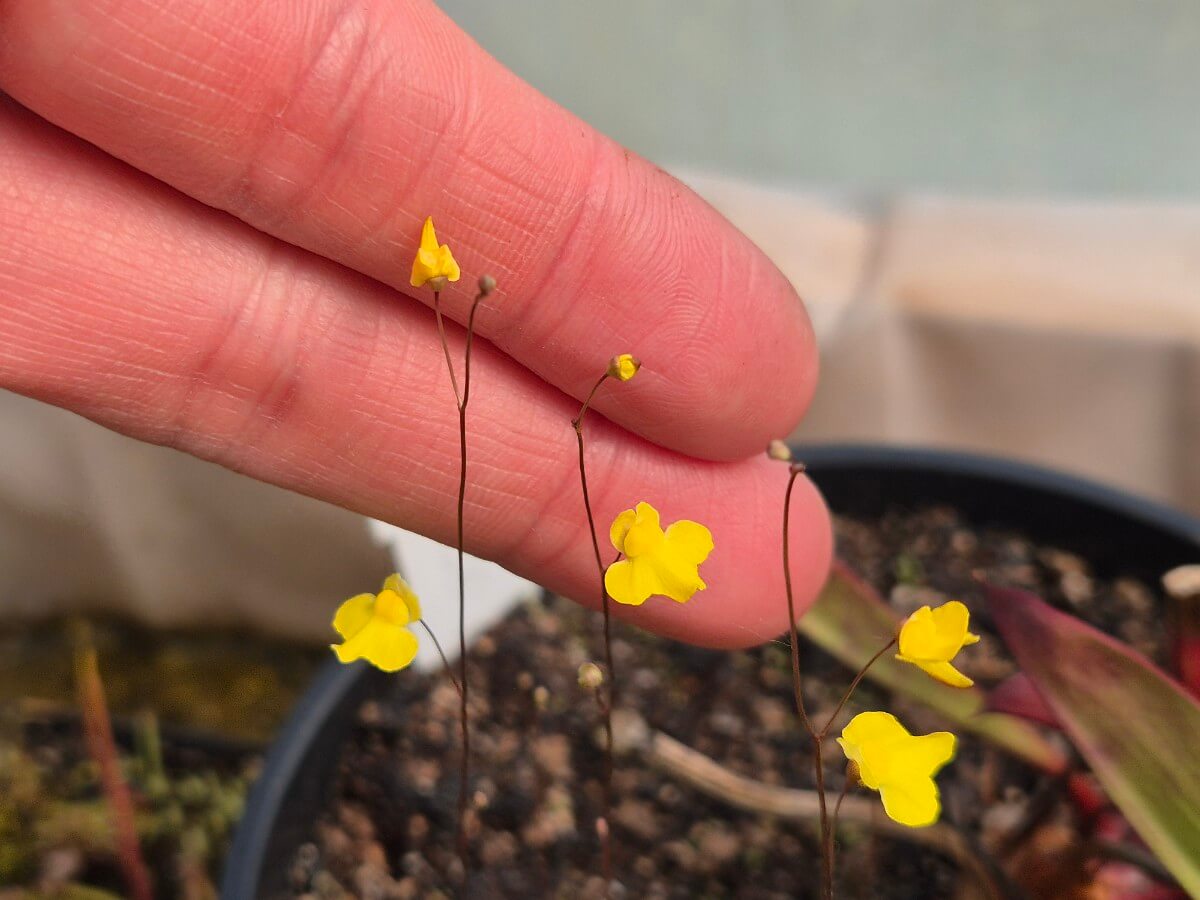 Utricularia subulata cultivée en pot, plante carnivore en Sologne