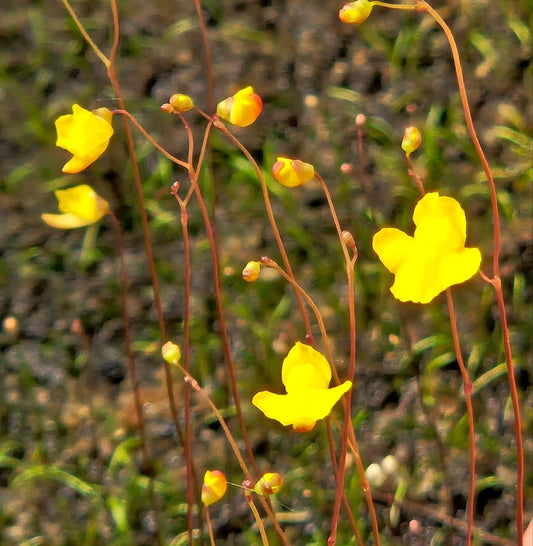 Utricularia subulata, plante carnivore terrestre à fleurs jaunes