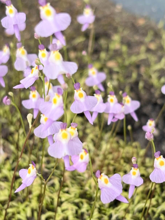 Utricularia warburgii, plante carnivore violette en fleur