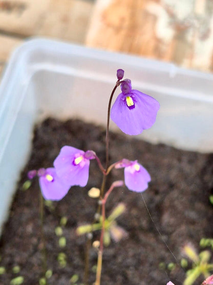 Utricularia dichotoma