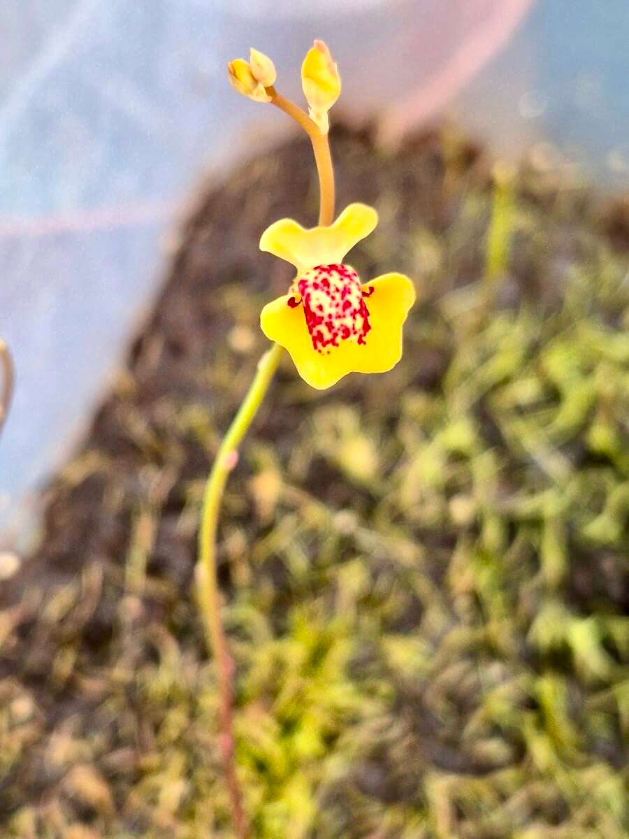 Utricularia fulva