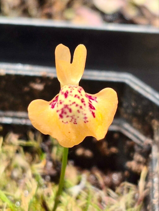 Utricularia fulva