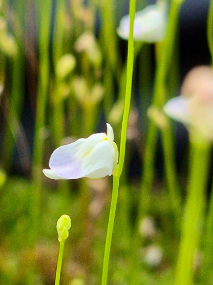 Utricularia livida