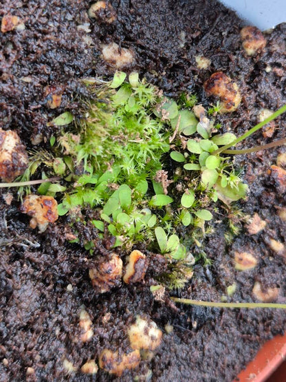 Utricularia livida