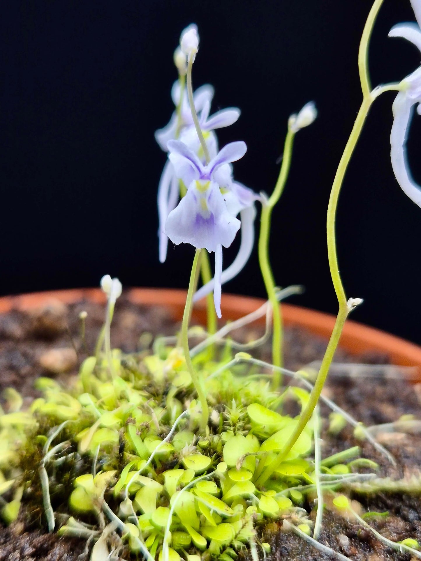 Utricularia sandersonii, fleurs blanches et violettes, plante carnivore